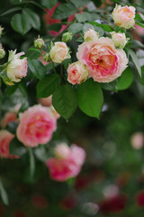 Beautiful pink roses in a summer garden.