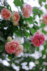 Beautiful pink roses in a summer garden.