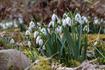 Schneeglöckchen im Garten