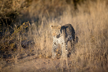 Leopard in afternoon light
