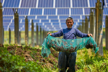 Asian fishermen harvesting crayfish in solar photovoltaic district