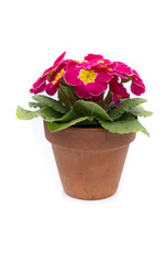 Naklejka na ściany i meble Primrose in terracotta clay plant pot isolated, the primula is a popular spring garden flower 