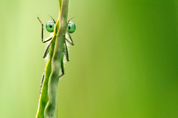 Libelle