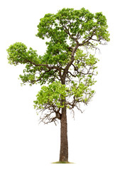 Tree isolated on white background with clipping paths for garden design.