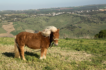 Poni suelto en el campo.