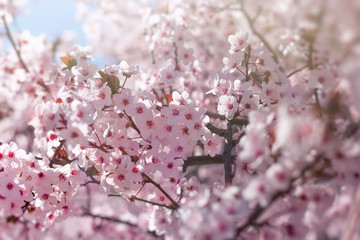 Flowering, blooming branch of fruit tree lit by sunlight