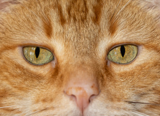 Close-up image of a ginger tabby cat's eyes, with an serious stare at the viewer