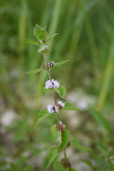 Mentha arvensis