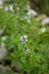 Mentha arvensis