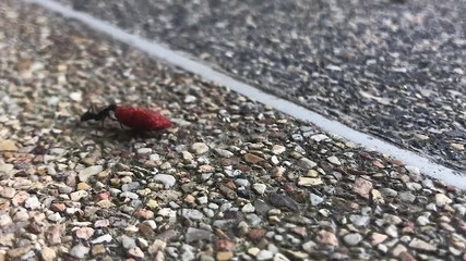 Ant drags dog food biscuit across stone floor. Moves out of focus slowly as it leaves shot.