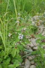 Mentha arvensis
