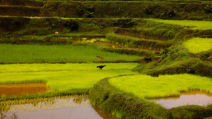 Obraz premium Landscape with the rice fields and Onive river at Antanifotsy,Madagascar
