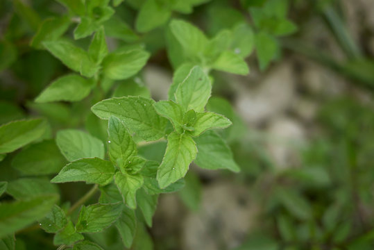 Mentha Arvensis