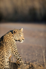 Leopard in afternoon light