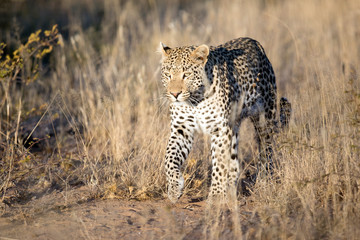 Leopard in afternoon light