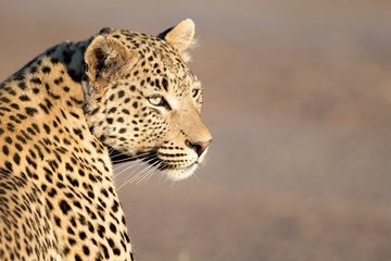 Leopard in afternoon light