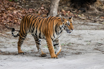 Fototapeta na wymiar Young female tiger walking in Bandhavgarh National Park in India