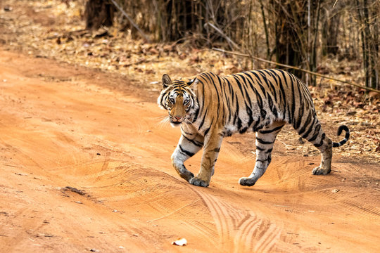 Young female tiger walking in Bandhavgarh National Park in India
