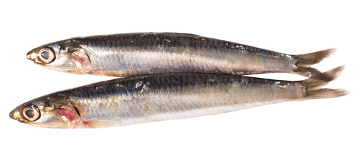 Fototapeta premium Anchovy isolated on white background
