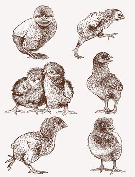 Graphical vintage set of chicks ,retro background, farm animal
