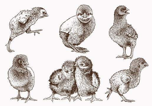 Graphical vintage set of chicks ,retro background, farm animal