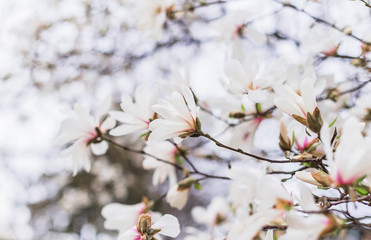 Blooming gorgeous magnolia in the botanical garden
