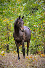 Front view of a dark bay Arabian horse standing in a small opening between trees in fall