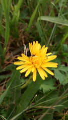 yellow flower