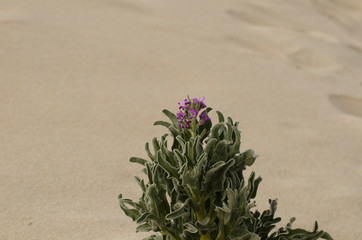 Planta marítima
