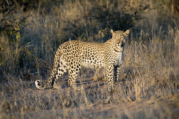 Leopard in afternoon light
