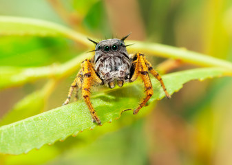 Closeup of an adorably cute male Phidippus mystaceus jumping spider, with his alien-like eyes and hairs sticking up and out of his head
