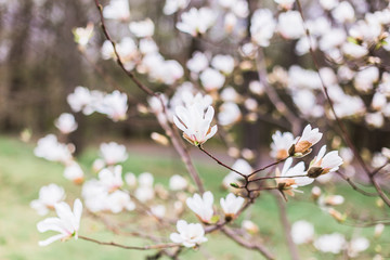 Magnolia blossom in a botanical garden