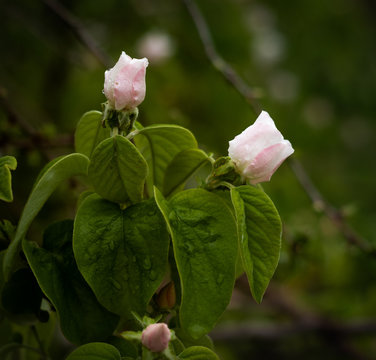 blooming white flowers of a quince tree in a garden on March
