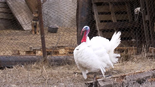 White turkey on background of barn yard in village. Turkey, sheep, goat and chicken. Concept of farming on ecological basis.