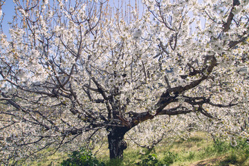 Cherry blossoms in Valle del Jerte, Spain