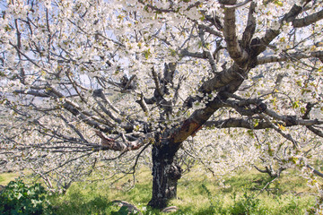 Wild cherry tree flowering cherry blossom in spring