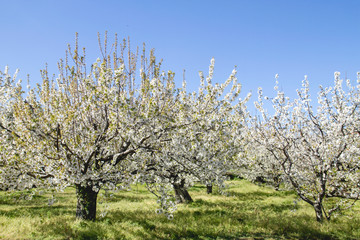 Cherry blossoms in Valle del Jerte, Extemadura, Spain