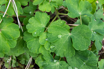 Alpine Columbine Leaves in Winter