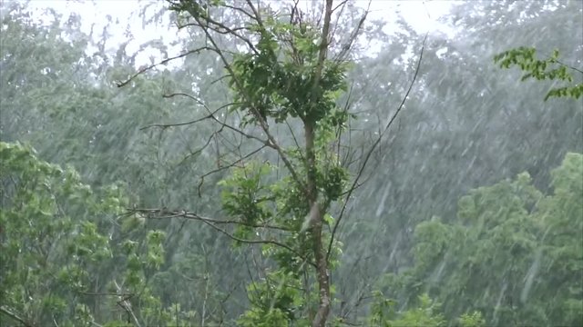 Single tree within forest being shaken by storm, viewed from own window