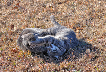 Two blue tabby cats fighting in dry winter grass