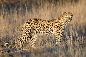 Leopard in afternoon light