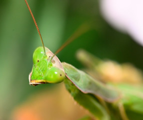 mantis a slender predatory insect
