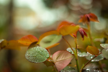 raindrops on greeny-orange leaves of the rose bush. Spring, March.