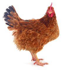 Brown hen isolated.