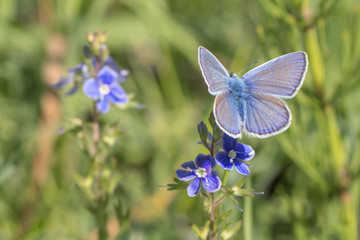 A blue butterfly is sitting on a blue flower. Polyommatus icarus.