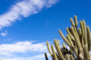 Organ Pipe Cactus in Desert Sky