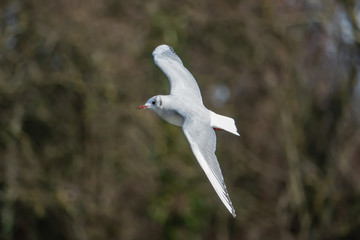 Black Headed Gull in Flight in Winter