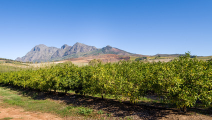 Babylonstoren vineyard,  oldest Cape Dutch farms, South Africa