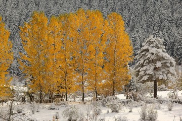 Beautiful autumn landscape with yellow trees and sun. Colorful foliage in the park. Falling leaves natural background .artvin/turkey