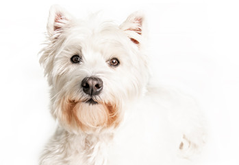A West highland white terrier Dog Isolated on White Background in studio